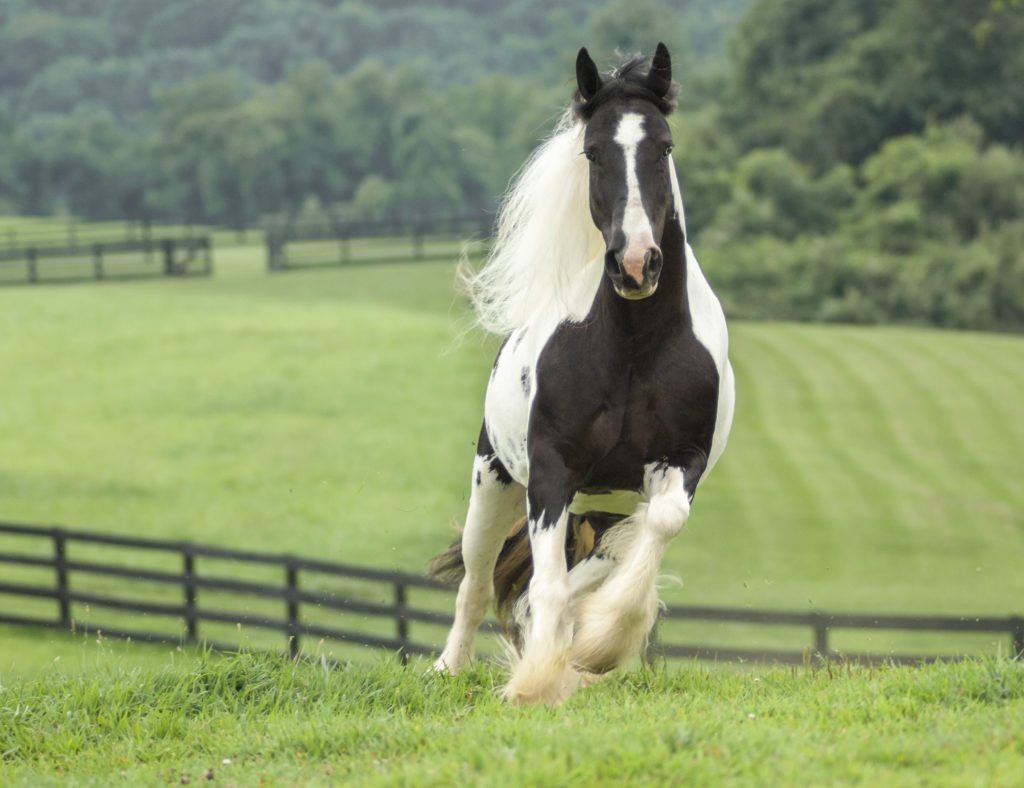 El Brio Vanner - Breeders Of Quality Gypsy Vanner Horses, USA